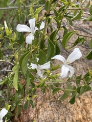 Barleria quadriloba