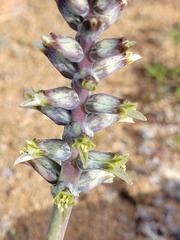 Lachenalia inconspicua