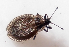 Acalypta parvula