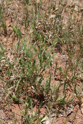 Image of Zornia glochidiata by (c) Marianne Le Roux, some rights reserved (CC BY)