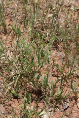 Zornia glochidiata