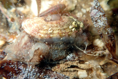 Amblychilepas oblonga