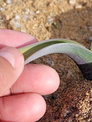 Lachenalia inconspicua