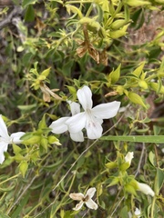 Barleria quadriloba