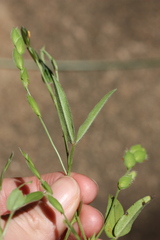 Zornia glochidiata