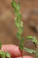 Zornia glochidiata