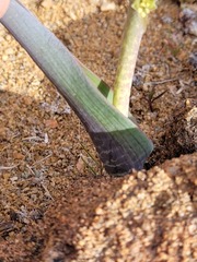 Lachenalia inconspicua