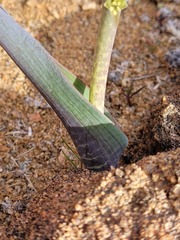 Lachenalia inconspicua