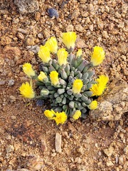 Cheiridopsis schlechteri