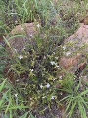 Barleria quadriloba