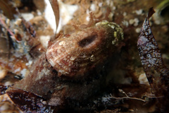 Amblychilepas oblonga