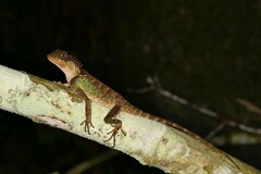 Acanthosaura lepidogaster