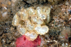 Fasciolariidae