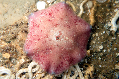 Meridiastra medius