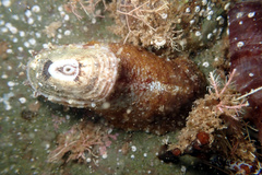 Amblychilepas oblonga
