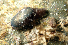 Stomatella impertusa