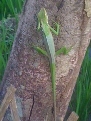 Bronchocela jubata