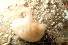 Pyuridae