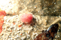 Stolidobranchia