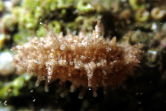 Plesiocolochirus ignavus