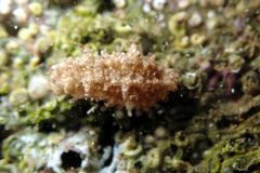 Plesiocolochirus ignavus