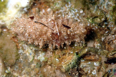 Plesiocolochirus ignavus