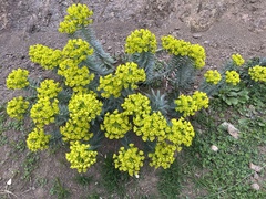 Euphorbia rigida