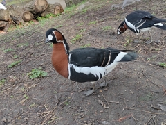 Branta ruficollis