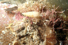 Cacozeliana granarium