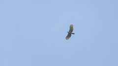 Nisaetus nipalensis
