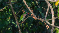 Psittacula alexandri fasciata