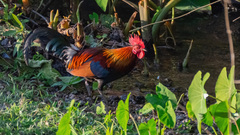 Gallus gallus spadiceus