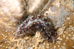 Lepidonotus melanogrammus