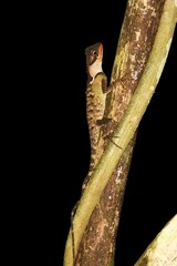 Acanthosaura lepidogaster