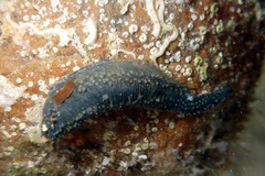 Neoamphicyclus mutans