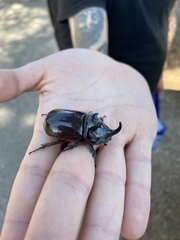 Oryctes nasicornis grypus