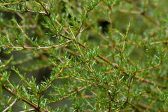 Coprosma rugosa