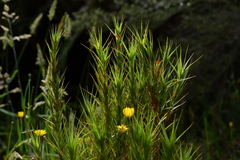 Dracophyllum longifolium