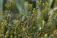Ozothamnus leptophyllus