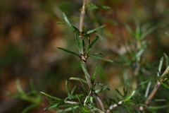 Olearia lineata