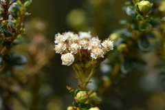 Ozothamnus leptophyllus