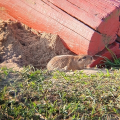Ctenomys