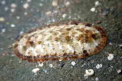 Ischnochiton