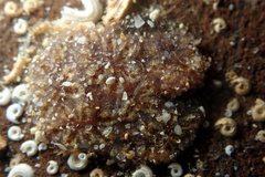 Botryllus