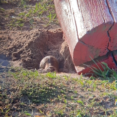 Ctenomys