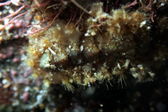 Acanthochitona