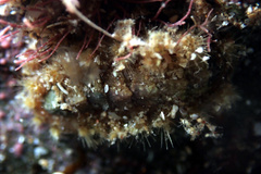 Acanthochitona