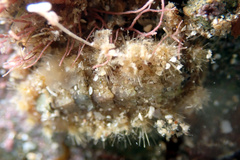Acanthochitona