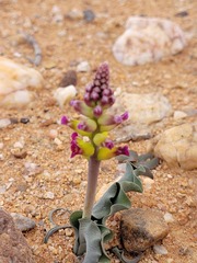 Lachenalia framesii