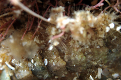 Acanthochitona